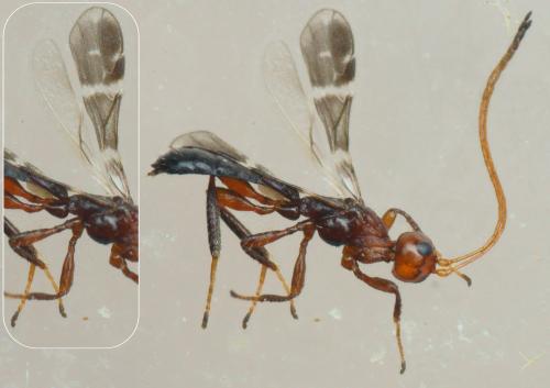 Réf. 209 061 : Spathius sp.